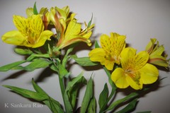 Alstroemeria aurea